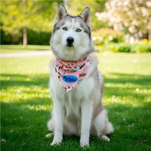 Pre-Printed Sample Hoppla Bosco Large Polyester Dog Bandana